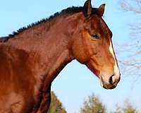 natural-horsemanship-mustang-horse