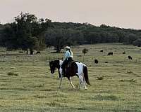 flashy-draft-horse