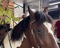 kid-safe-draft-horse