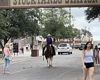 pack-draft-horse