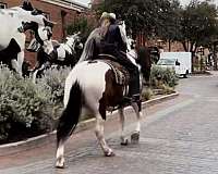 parade-draft-horse