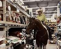 working-cattle-draft-horse