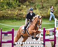 palomino-dutch-warmblood-horse