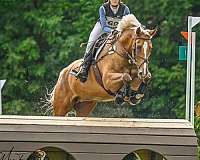 palomino-dutch-warmblood-gelding