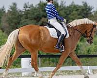 palomino-dutch-warmblood