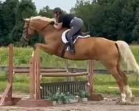 dutch-warmblood-gelding-mare