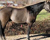 trail-quarter-horse