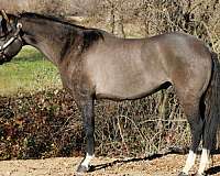 all-around-quarter-horse