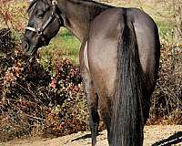 grulla-quarter-horse-gelding