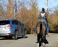 grulla-trail-horse