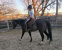 grulla-trail-riding-horse