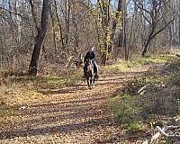 trail-horse