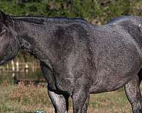 ranch-versatility-quarter-horse