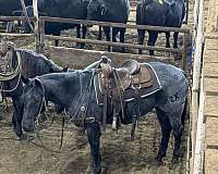 ranch-work-quarter-horse