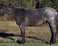 team-penning-quarter-horse