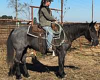 trail-riding-quarter-horse