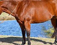 calf-roping-quarter-pony