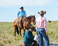 ranch-versatility-quarter-pony