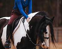 athletic-gypsy-vanner-horse