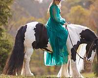 beginner-gypsy-vanner-horse