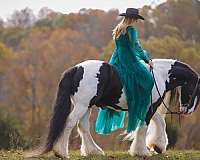 companion-gypsy-vanner-horse