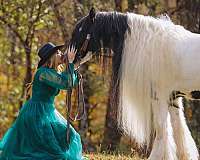 flashy-gypsy-vanner-horse