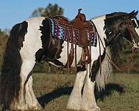 kid-safe-gypsy-vanner-horse