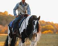 performance-gypsy-vanner-horse