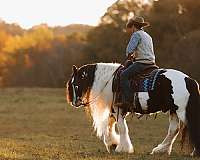 ranch-work-gypsy-vanner-horse