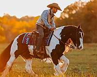 ridden-english-gypsy-vanner-horse