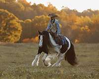 ridden-western-gypsy-vanner-horse