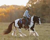 show-gypsy-vanner-horse