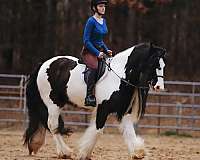 trail-riding-gypsy-vanner-horse