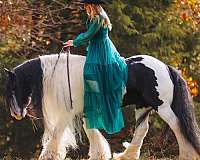 working-cattle-gypsy-vanner-horse