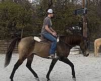 flashy-draft-horse