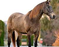 athletic-draft-horse