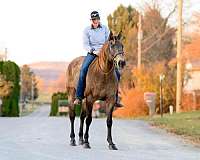 hunter-jumper-draft-horse