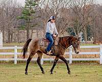 calf-roping-draft-horse