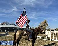 jumping-draft-horse