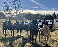 ranch-versatility-draft-horse