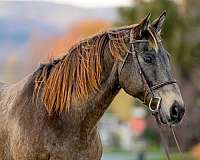 ranch-work-draft-horse