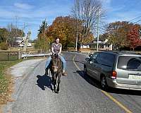 ridden-english-draft-horse