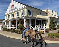 ridden-western-draft-horse