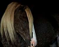 companion-gypsy-vanner-horse