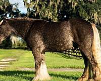 flashy-gypsy-vanner-horse