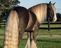 kid-safe-gypsy-vanner-horse