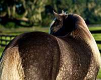 parade-gypsy-vanner-horse