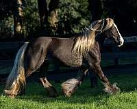 performance-gypsy-vanner-horse