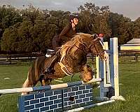 ridden-english-gypsy-vanner-horse