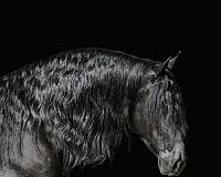 athletic-friesian-horse